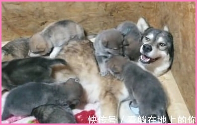 双子宫可以做借精借卵吗？我需要怎么做呢？