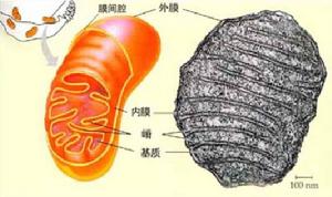赠卵供卵试管医院孩子的优势和劣势