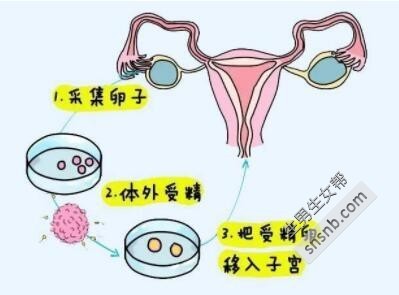 试管打一针生长激素后大概过多久可以促排卵？
